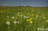 Dandelion (Taraxacum spec.)