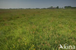 Dandelion (Taraxacum spec.)