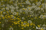 Paardenbloem (Taraxacum spec.)