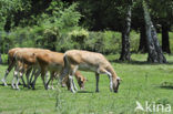 Pere David’s deer (Elaphurus davidianus) 