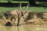 Pere David’s deer (Elaphurus davidianus) 