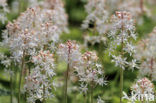 Heartleaved Foamflower (Tiarella cordifolia)