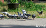 Postduif (Columba livia domestica)