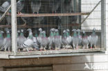 Postduif (Columba livia domestica)