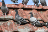 Postduif (Columba livia domestica)