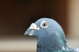 Postduif (Columba livia domestica)