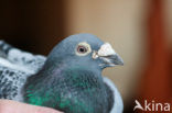 Postduif (Columba livia domestica)