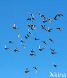 Postduif (Columba livia domestica)