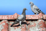 Postduif (Columba livia domestica)