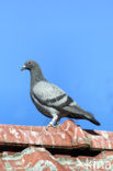 Postduif (Columba livia domestica)