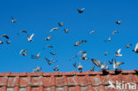 Postduif (Columba livia domestica)