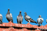 Postduif (Columba livia domestica)