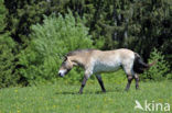 Przewalskipaard (Equus przewalskii)