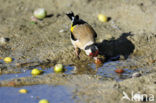 European Goldfinch (Carduelis carduelis)