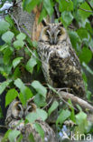 Long-eared Owl (Asio otus)