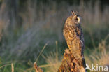 Long-eared Owl (Asio otus)