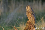 Long-eared Owl (Asio otus)