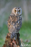 Long-eared Owl (Asio otus)