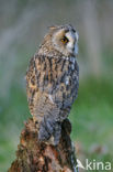 Long-eared Owl (Asio otus)