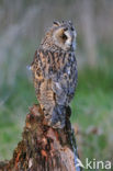 Long-eared Owl (Asio otus)