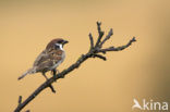 Eurasian Tree Sparrow (Passer montanus)