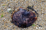 Rode haarkwal (Cyanea capillata)