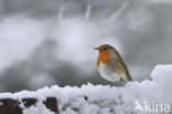 European Robin (Erithacus rubecula)