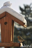 European Robin (Erithacus rubecula)