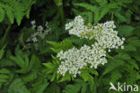 Sweet Cicely (Myrrhis odorata)