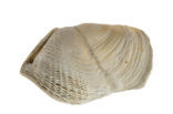 Oval Piddock (Zirfaea crispata)