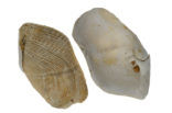 Oval Piddock (Zirfaea crispata)