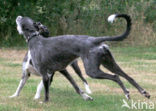 Ruwharige galgo Espanol (Canis domesticus)