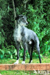 Ruwharige galgo Espanol (Canis domesticus)