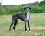 Ruwharige galgo Espanol (Canis domesticus)