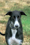 Ruwharige galgo Espanol (Canis domesticus)