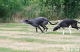 Ruwharige galgo Espanol (Canis domesticus)