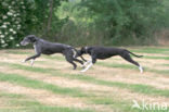 Ruwharige galgo Espanol (Canis domesticus)