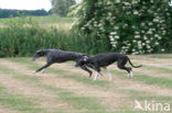 Ruwharige galgo Espanol (Canis domesticus)