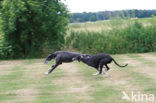 Ruwharige galgo Espanol (Canis domesticus)