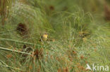 Saffraanwever (Ploceus xanthops)