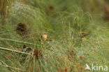 Holub’s Golden-Weaver (Ploceus xanthops)