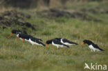 Scholekster (Haematopus ostralegus)