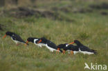 Scholekster (Haematopus ostralegus)