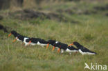 Scholekster (Haematopus ostralegus)