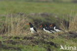 Scholekster (Haematopus ostralegus)