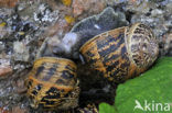 Segrijnslak (Helix aspersa aspersa)