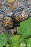 Segrijnslak (Helix aspersa aspersa)