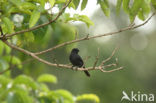 Senegalese Drongovliegenvanger (Melaenornis edolioides)