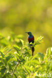 Sierhoningzuiger (Cinnyris erythrocerca)