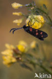 Six-spot Burnet (Zygaena filipendulae)